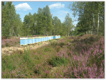 Wędrówki na wrzosowiska cz. 2.